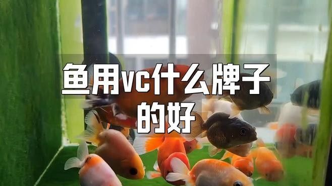 龍魚吃維生素哪個品牌好 龍魚吃維生素哪個品牌好 龍魚百科 第11張