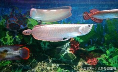銀龍魚水質檢測頻率:銀龍魚水質檢測頻率應為每周至少一次以確保水質的各項指標 龍魚百科 第1張 銀龍魚水質檢測頻率:銀龍魚水質檢測頻率應為每周至少一次以確保水質的各項指標 銀龍魚水質檢測頻率:銀龍魚水質檢測頻率應為每周至少一次以確保水質的各項指標 龍魚百科 第1張