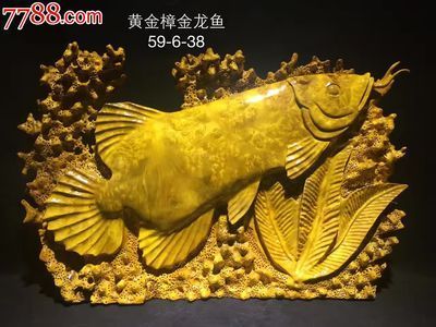 黃金金龍魚多少錢(黃金金龍魚價格(金龍魚價格多少錢一只) 龍魚百科 第1張 黃金金龍魚多少錢(黃金金龍魚價格(金龍魚價格多少錢一只) 黃金金龍魚多少錢(黃金金龍魚價格(金龍魚價格多少錢一只) 龍魚百科 第1張