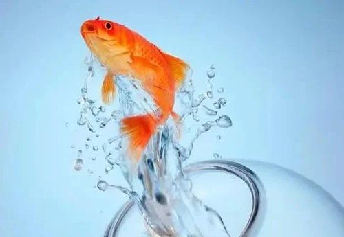 黑龍睛金魚有哪些常見疾病