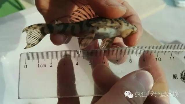 黃金斑馬繁殖環境布置，黃金斑馬魚的繁殖環境布置