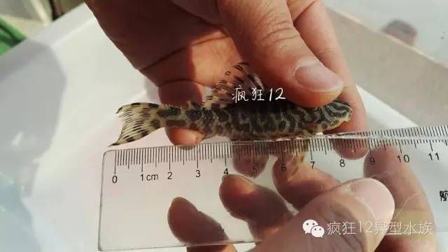 黃金斑馬繁殖環境布置，黃金斑馬魚的繁殖環境布置
