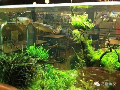 龍魚 造景（如何避免龍魚缸造景污染,龍魚缸造景的維護技巧）