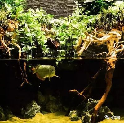 龍魚 造景（如何避免龍魚缸造景污染,龍魚缸造景的維護技巧）