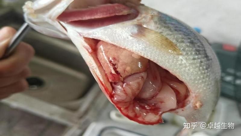 龍魚爛鰓 龍魚爛鰓 龍魚百科 第9張