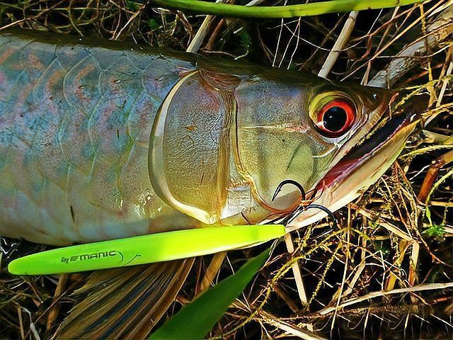 銀龍魚原產地哪個國家最多