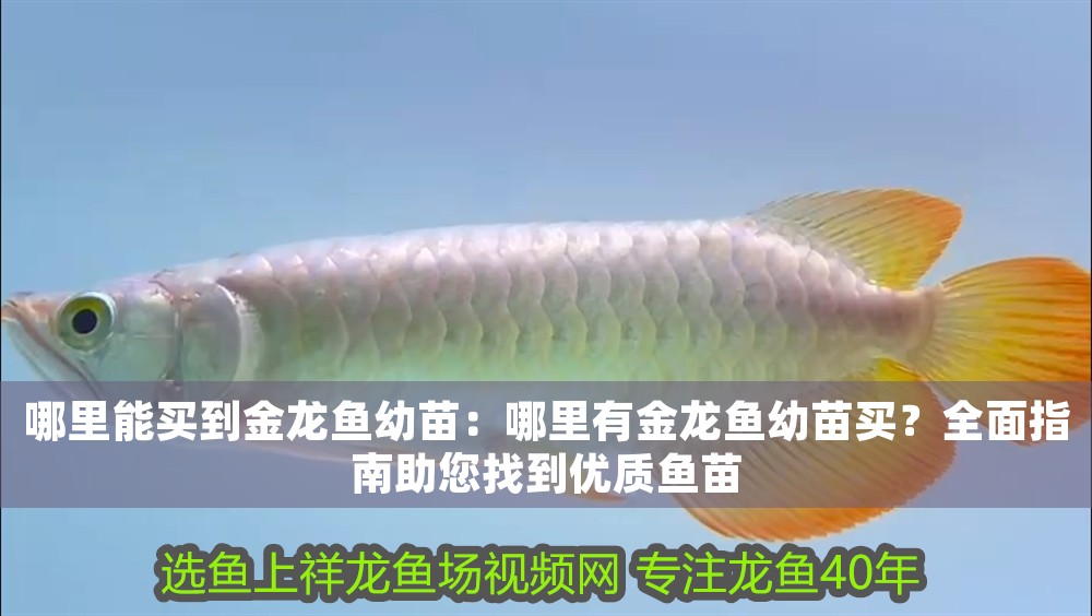 哪里能買到金龍魚幼苗:哪里有金龍魚幼苗買?全面指南助您找到優質魚苗 龍魚百科 第1張 哪里能買到金龍魚幼苗:哪里有金龍魚幼苗買?全面指南助您找到優質魚苗 哪里能買到金龍魚幼苗:哪里有金龍魚幼苗買?全面指南助您找到優質魚苗 龍魚百科 第1張