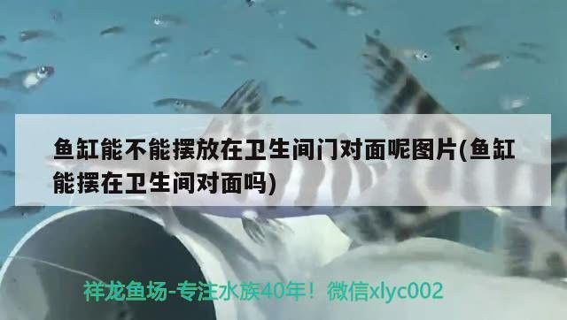 恐龍魚能不能吃蝦皮和蝦皮 恐龍魚能不能吃蝦皮和蝦皮 龍魚百科 第2張
