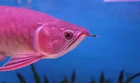 龍魚紅眼還是黑眼好養
