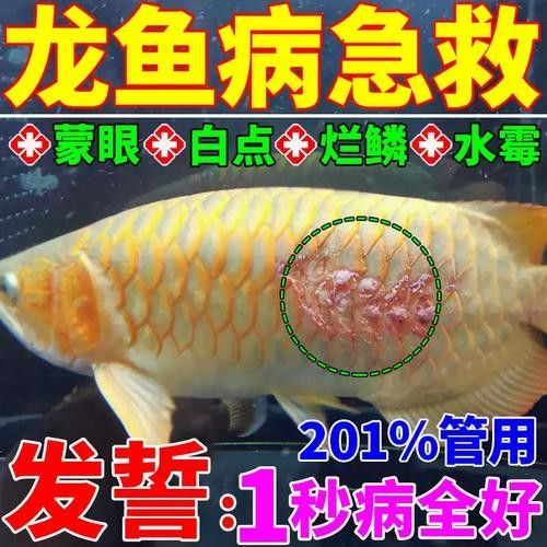 龍魚蒙眼嚴重照片