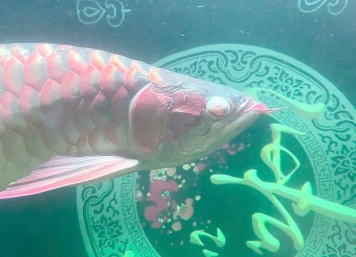 龍魚蒙眼嚴重照片