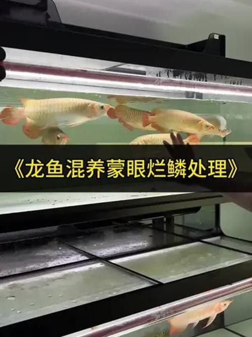 龍魚蒙眼嚴重照片