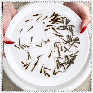 銀龍魚(yú)苗飼料品牌對(duì)比評(píng)測(cè)：知名銀龍魚(yú)苗飼料品牌對(duì)比評(píng)測(cè)
