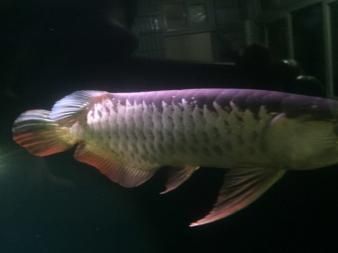 金龍魚高背和過背哪個(gè)好看些：金龍魚高背和過背哪個(gè)好看