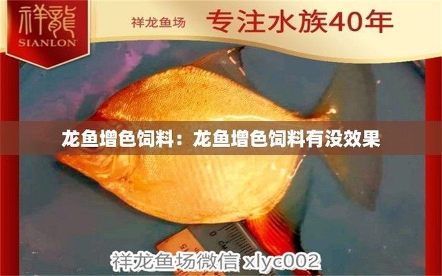 怎么讓龍魚發色更好一些：如何提高龍魚的發色效果