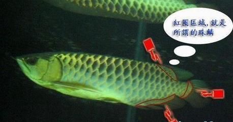 龍魚珠鱗何時(shí)開始亮化（不同品種的龍魚珠鱗亮化的開始時(shí)間和表現(xiàn)有所不同） 龍魚珠鱗何時(shí)開始亮化（不同品種的龍魚珠鱗亮化的開始時(shí)間和表現(xiàn)有所不同） 龍魚百科 第2張