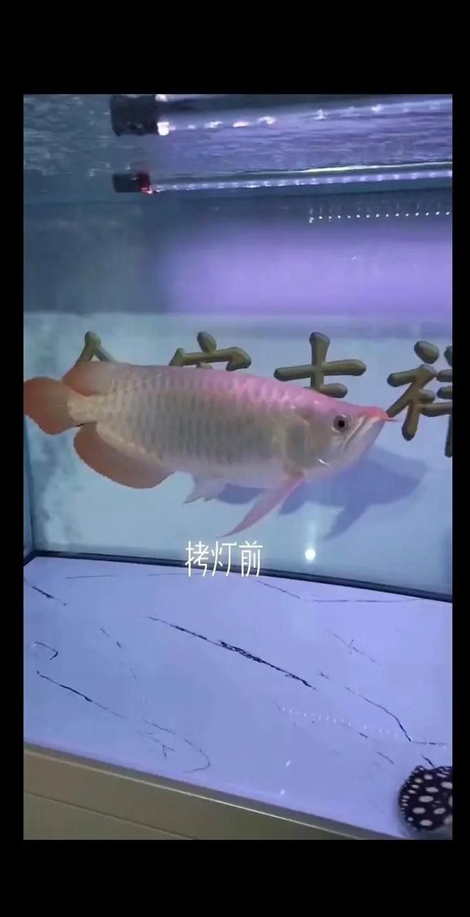 如何選擇適合龍魚的魚缸燈？