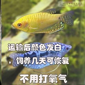龍魚長途運輸到家需要注意什么：龍魚長途運輸到家需要注意什么， 龍魚長途運輸到家需要注意什么：龍魚長途運輸到家需要注意什么， 龍魚百科 第3張