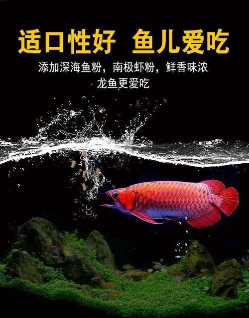 紅銀龍魚(yú)圖片大全大圖欣賞