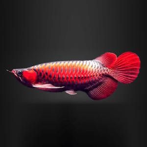 紅銀龍魚(yú)圖片大全大圖欣賞