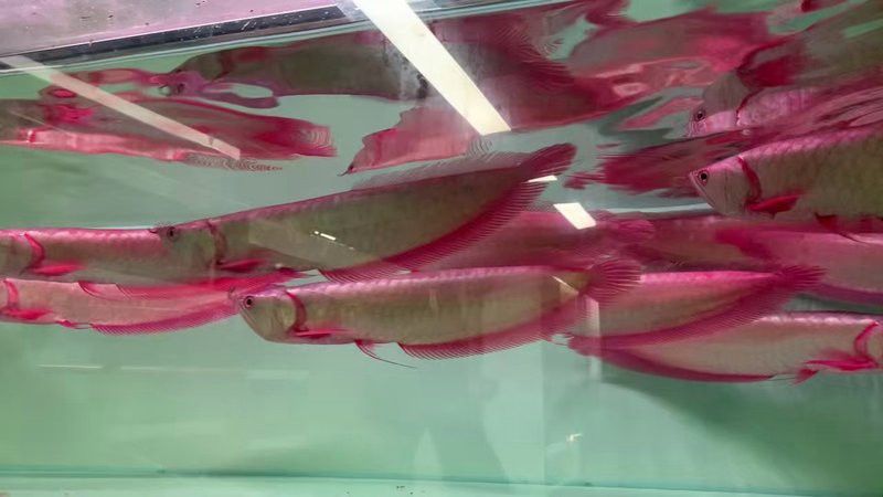 紅銀龍魚(yú)圖片大全大圖欣賞