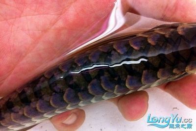 龍魚標準炮彈頭：龍魚標準炮彈頭的選擇 龍魚標準炮彈頭：龍魚標準炮彈頭的選擇 龍魚百科 第4張