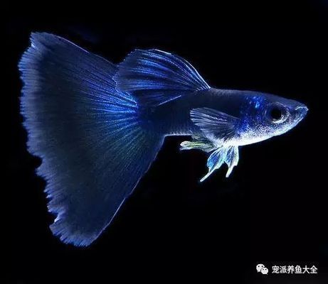 孔雀龍魚品種大全圖鑒（孔雀龍魚養(yǎng)護技巧分享孔雀龍魚混養(yǎng)指南，孔雀龍魚品種起源探究） 孔雀龍魚品種大全圖鑒（孔雀龍魚養(yǎng)護技巧分享孔雀龍魚混養(yǎng)指南，孔雀龍魚品種起源探究） 龍魚百科 第4張