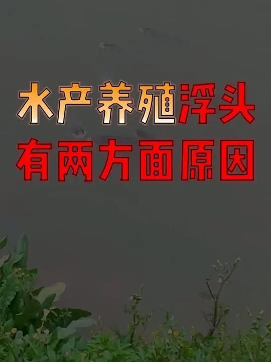 哪些因素會影響魚浮頭的時間? 龍魚百科 第2張 哪些因素會影響魚浮頭的時間? 哪些因素會影響魚浮頭的時間? 龍魚百科 第2張