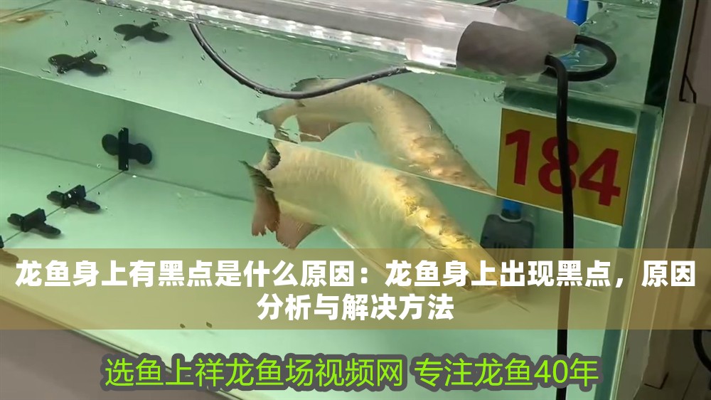 龍魚身上有黑點是什么原因：龍魚身上出現黑點，原因分析與解決方法