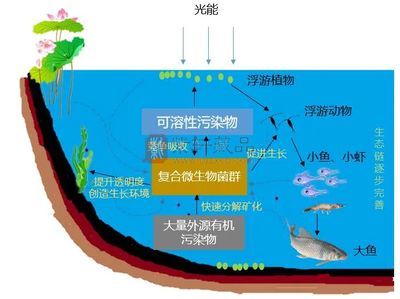 龍魚身上有黑點(diǎn)是什么原因：龍魚身上出現(xiàn)黑點(diǎn)，原因分析與解決方法