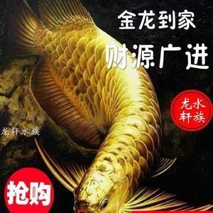 24k金金龍魚（24k金龍魚-金龍魚-龍魚品種） 24k金金龍魚（24k金龍魚-金龍魚-龍魚品種） 龍魚百科 第3張