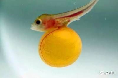 龍魚孵小魚：龍魚孵小魚的繁殖過程是一個復雜且需要特定條件的過程
