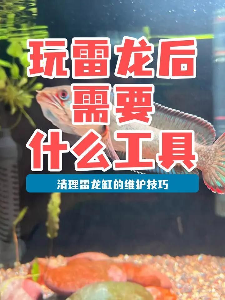 龍魚缸怎么清洗 龍魚缸怎么清洗 龍魚百科 第2張