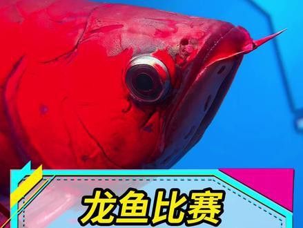 新加坡龍魚多少錢一只啊