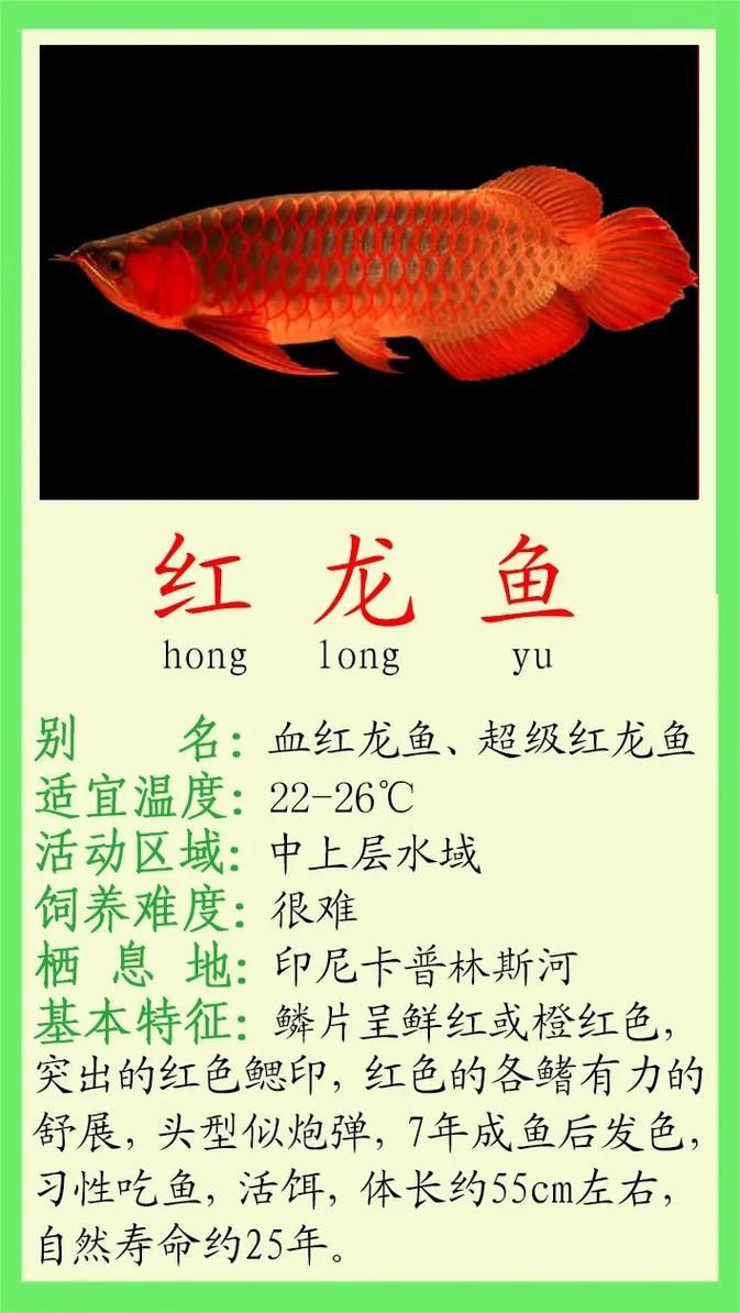 紅龍魚品牌大全圖 紅龍魚品牌大全圖 龍魚百科 第4張
