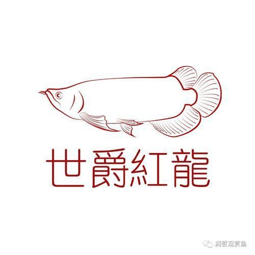 紅龍魚品牌大全圖 紅龍魚品牌大全圖 龍魚百科 第18張