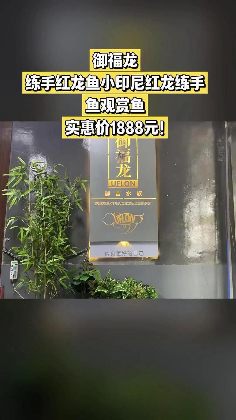 紅龍魚品牌大全圖 紅龍魚品牌大全圖 龍魚百科 第22張