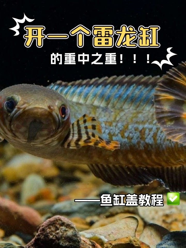 雷龍魚缸蓋用什么好？ 雷龍魚缸蓋用什么好？ 龍魚百科 第3張