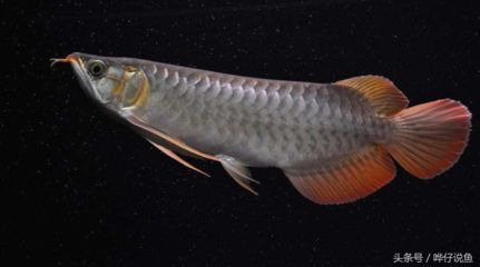 紅龍魚一年長多大了正常（紅龍魚一年能長多大）