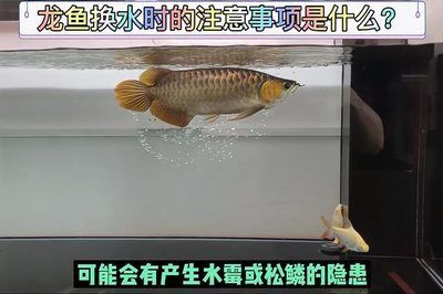 龍魚每次換水多少：給龍魚換水的正常頻率是5-7天就為龍魚更換舊水