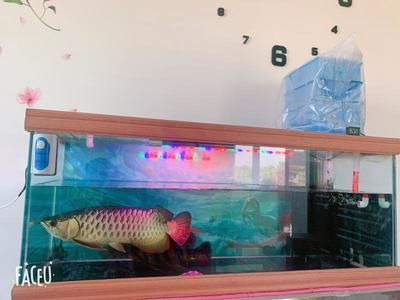 金龍魚和虎魚混養(yǎng)要注意些什么事項：金龍魚和虎魚混養(yǎng)的注意事項 金龍魚和虎魚混養(yǎng)要注意些什么事項：金龍魚和虎魚混養(yǎng)的注意事項 龍魚百科 第3張