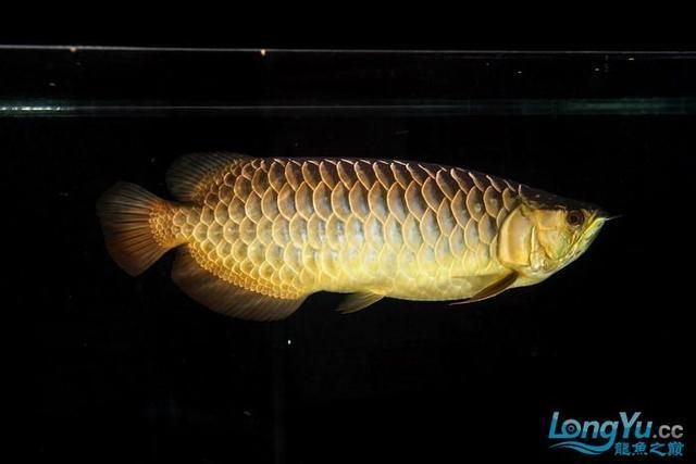 過背金龍魚的特點和缺點有哪些：過背金龍魚是一種具有極高觀賞價值的魚類