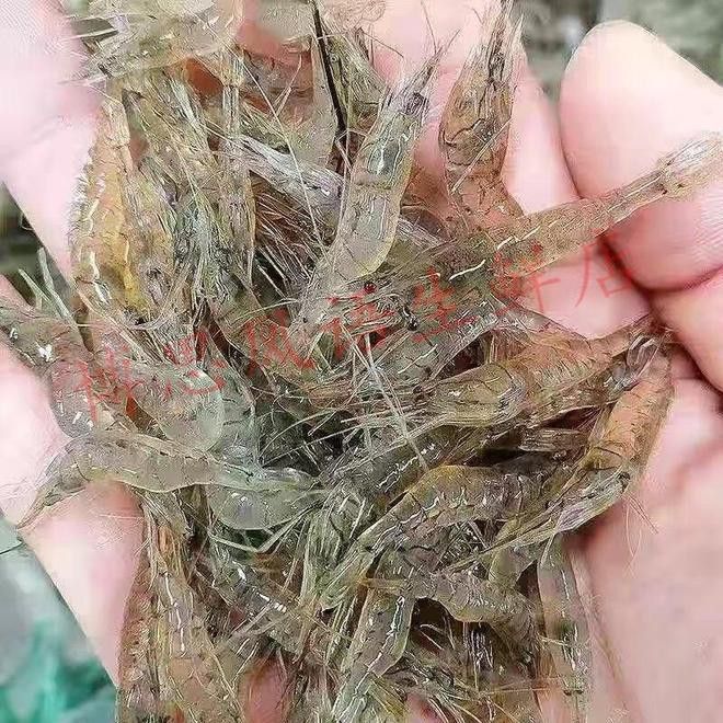 哪些食物對龍魚恢復有幫助？