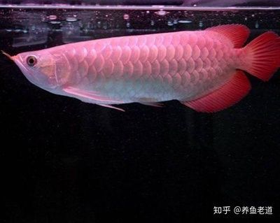 龍魚身體有點(diǎn)傾斜怎么辦：龍魚身體傾斜怎么辦 龍魚身體有點(diǎn)傾斜怎么辦：龍魚身體傾斜怎么辦 龍魚百科 第2張