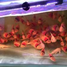 騰龍魚缸怎么樣（騰龍魚缸怎么樣？）