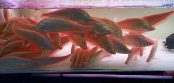 騰龍魚缸怎么樣（騰龍魚缸怎么樣？）