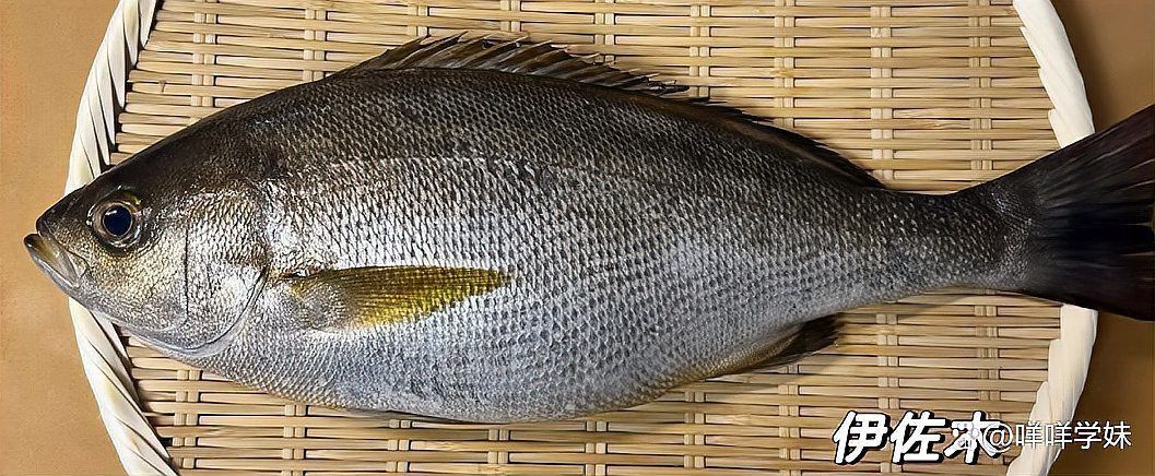 黃金龍魚價(jià)格多少錢一條【黃金龍魚價(jià)格一般是多少錢】