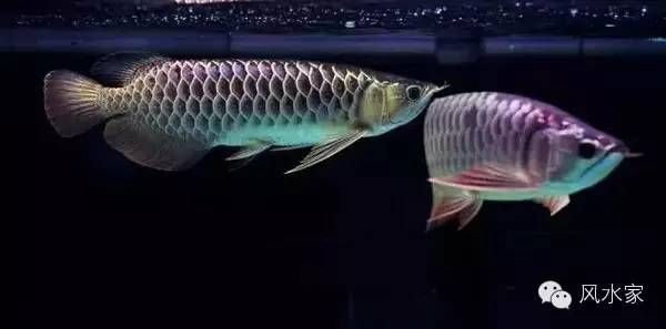 金龍魚鱗片多久才能恢復光澤【金龍魚鱗片多久恢復光澤】