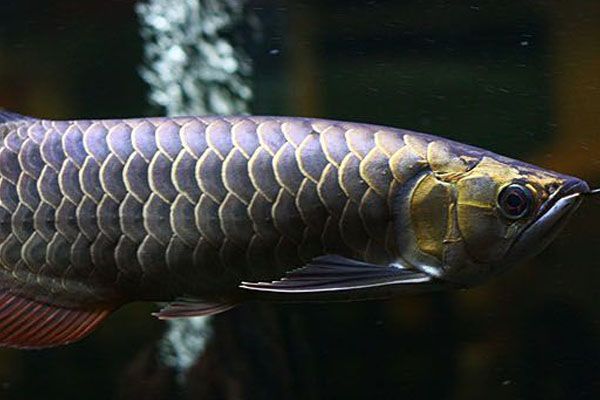 金龍魚鱗片多久才能恢復光澤【金龍魚鱗片多久恢復光澤】