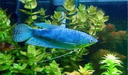 龍魚的繁殖年齡（龍魚的繁殖年齡與其種類有關，需要滿足一系列的條件）